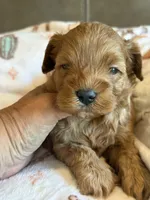Macho, a male Cavapoo for sale in Springfield, MO – 8 of 8