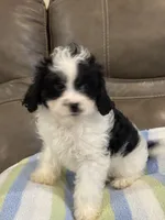 Jasper, a male Cavapoo for sale in Springfield, MO – 4 of 10