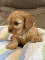 Graham, a male Cavapoo for sale in Springfield, MO – 9 of 10