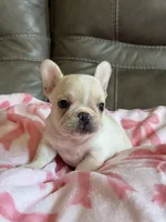 Abby, a female French Bulldog for sale in Springfield, MO – 4 of 10
