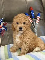 Melvin, a male Cavapoo for sale in Springfield, MO – 3 of 10
