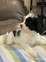 Jasper, a male Cavapoo for sale in Springfield, MO – 8 of 10