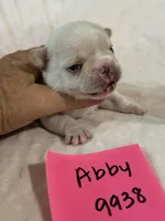 Abby, a female French Bulldog for sale in Springfield, MO – 2 of 5
