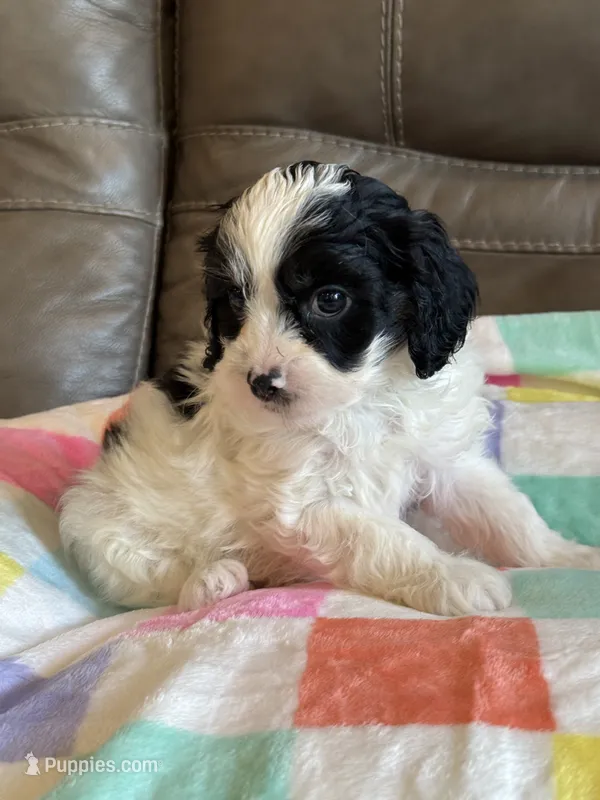 Jasper – Cavapoo puppy for sale in Springfield, MO