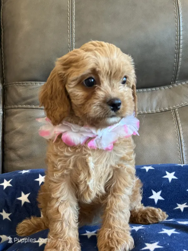 Gabby – Cavapoo puppy for sale in Springfield, MO