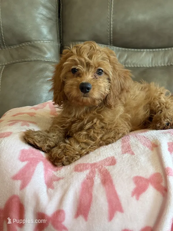 Gina – Cavapoo puppy for sale in Springfield, MO