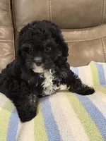 Jett, a male Cavapoo for sale in Springfield, MO – 7 of 10