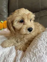 Gretta, a female Cavapoo for sale in Springfield, MO – 4 of 10