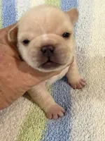 Arlo, a male French Bulldog for sale in Springfield, MO – 4 of 7