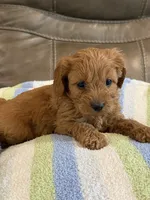 Griffin, a male Cavapoo for sale in Springfield, MO – 9 of 10