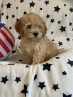 Issac, a male Cavapoo for sale in Springfield, MO – 5 of 10