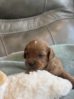 Sebastian, a male Cavapoo for sale in Springfield, MO – Photo 7 of 10