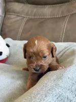 Sebastian, a male Cavapoo for sale in Springfield, MO – Photo 2 of 10