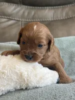 Sebastian, a male Cavapoo for sale in Springfield, MO – Photo 10 of 10