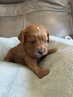 Sebastian, a male Cavapoo for sale in Springfield, MO – Photo 9 of 10