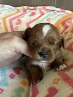 Candy, a female Cavapoo for sale in Springfield, MO – Photo 2 of 9