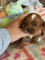 Candy, a female Cavapoo for sale in Springfield, MO – Photo 9 of 9