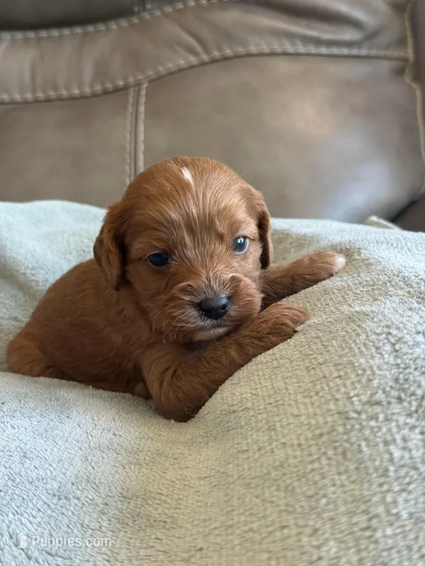 Sebastian – Cavapoo puppy for sale in Springfield, MO