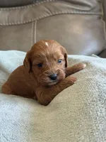 Sebastian, a male Cavapoo for sale in Springfield, MO – Photo 1 of 10