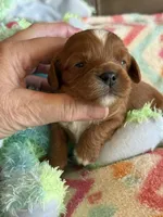 Candy, a female Cavapoo for sale in Springfield, MO – Photo 6 of 9