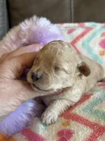 Izzy, a female Cavapoo for sale in Springfield, MO – Photo 3 of 7