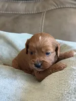 Sebastian, a male Cavapoo for sale in Springfield, MO – Photo 5 of 10