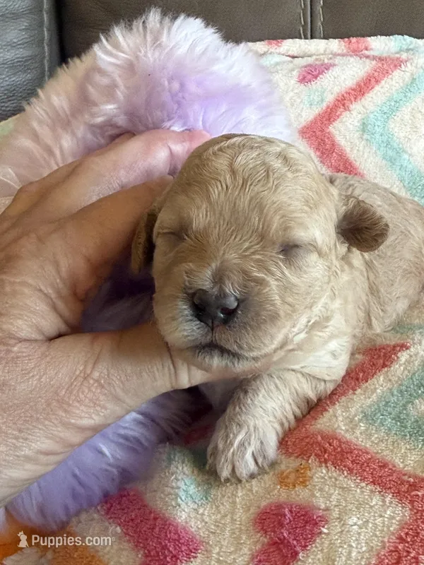 Izzy – Cavapoo puppy for sale in Springfield, MO