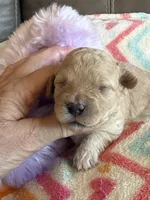 Izzy, a female Cavapoo for sale in Springfield, MO – Photo 1 of 7