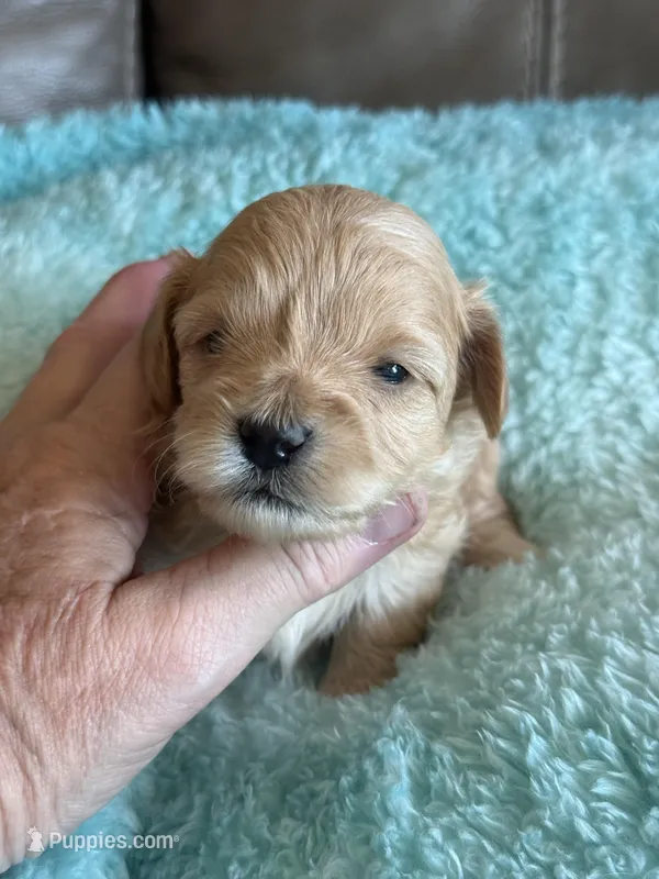 Izzy – Cavapoo puppy for sale in Springfield, MO