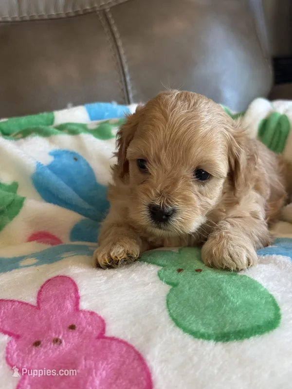 Izzy – Cavapoo puppy for sale in Springfield, MO