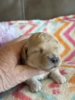 Izzy, a female Cavapoo for sale in Springfield, MO – Photo 5 of 7