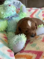 Candy, a female Cavapoo for sale in Springfield, MO – Photo 8 of 9