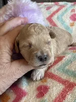 Izzy, a female Cavapoo for sale in Springfield, MO – Photo 7 of 7