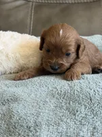 Sebastian, a male Cavapoo for sale in Springfield, MO – Photo 8 of 10