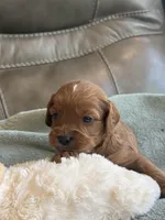 Sebastian, a male Cavapoo for sale in Springfield, MO – Photo 6 of 10