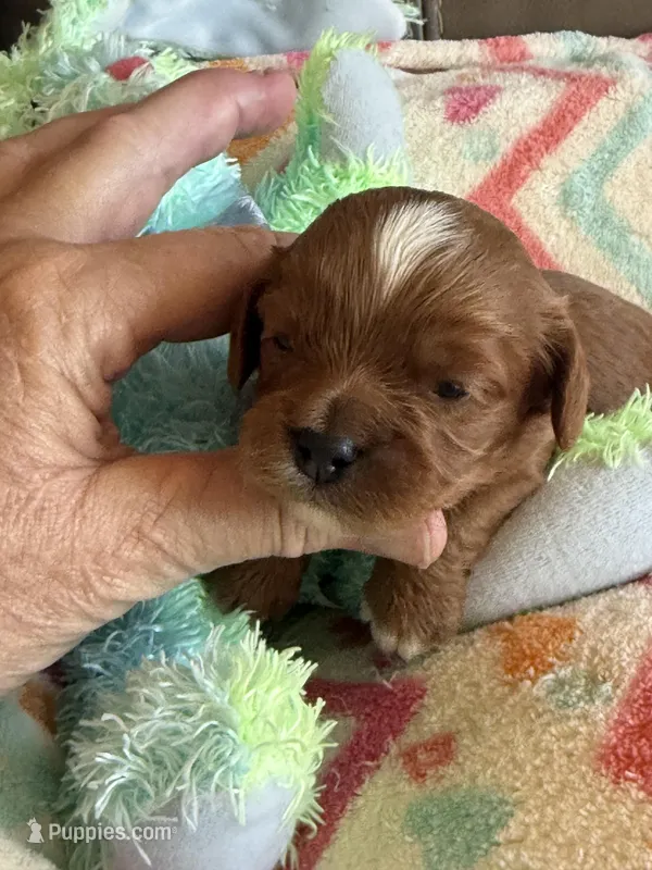 Candy – Cavapoo puppy for sale in Springfield, MO