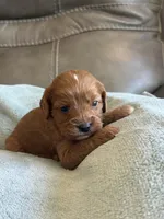 Sebastian, a male Cavapoo for sale in Springfield, MO – Photo 3 of 10