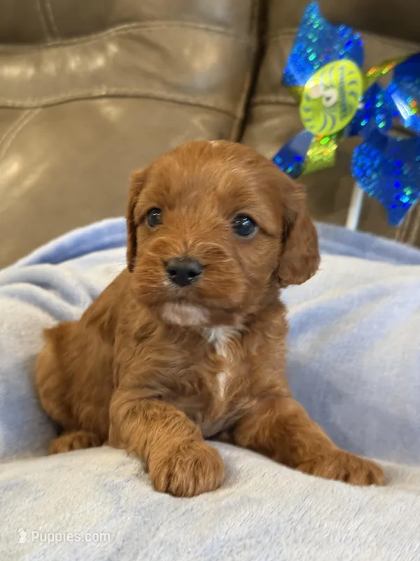 Sebastian – Cavapoo puppy for sale in Springfield, MO