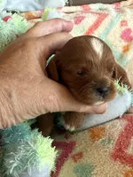 Candy, a female Cavapoo for sale in Springfield, MO – Photo 7 of 9