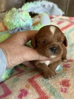 Candy, a female Cavapoo for sale in Springfield, MO – Photo 4 of 9