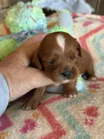Candy, a female Cavapoo for sale in Springfield, MO – Photo 5 of 9