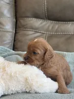 Sebastian, a male Cavapoo for sale in Springfield, MO – Photo 4 of 10