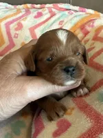 Candy, a female Cavapoo for sale in Springfield, MO – Photo 3 of 9