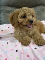 Gabby, a female Cavapoo for sale in Springfield, MO – 8 of 9