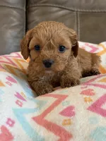 Gabby, a female Cavapoo for sale in Springfield, MO – 2 of 10