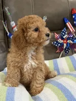 Melvin, a male Cavapoo for sale in Springfield, MO – 7 of 10
