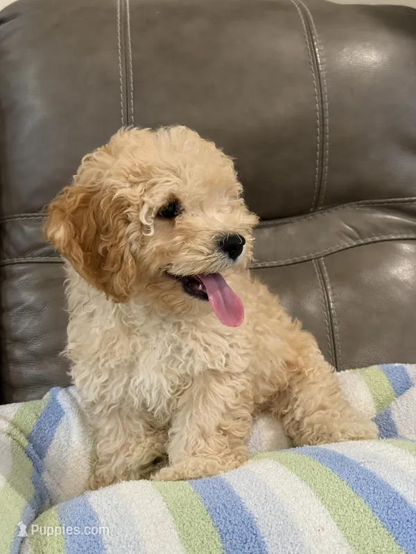 Issac – Cavapoo puppy for sale in Springfield, MO