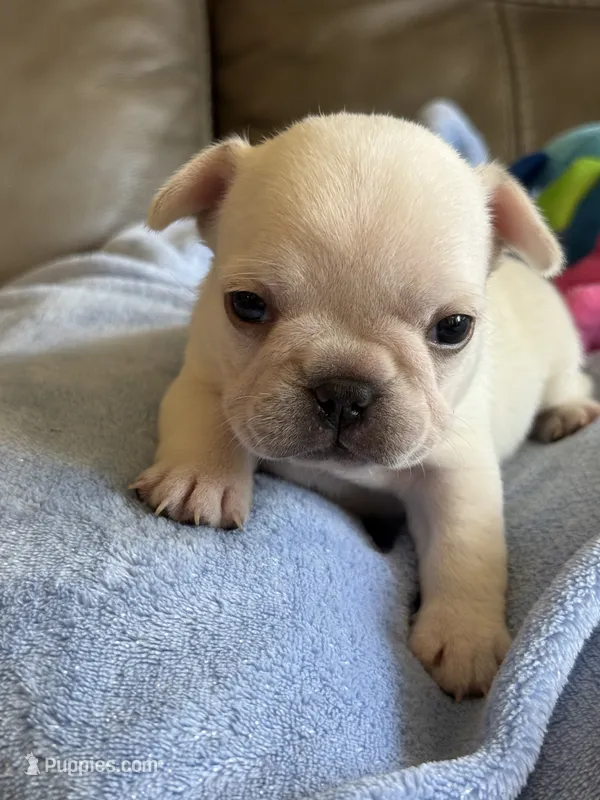 Ava – French Bulldog puppy for sale in Springfield, MO