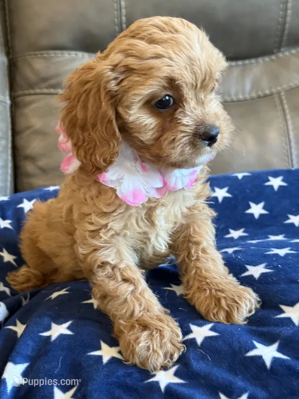 Gabby – Cavapoo puppy for sale in Springfield, MO