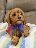 Macho, a male Cavapoo for sale in Springfield, MO – 2 of 10